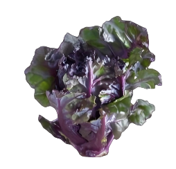 生命包笔记本 Pro